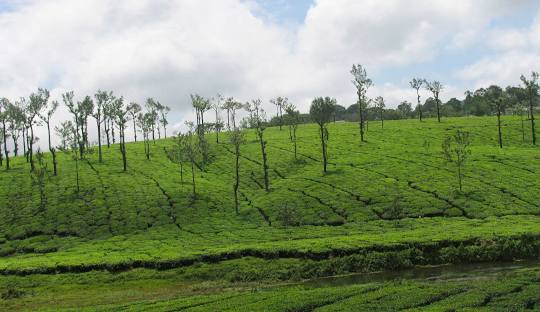 Palakkad